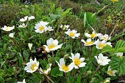 28 Estese fioriture di camedrio alpino (Dryas octopetala)